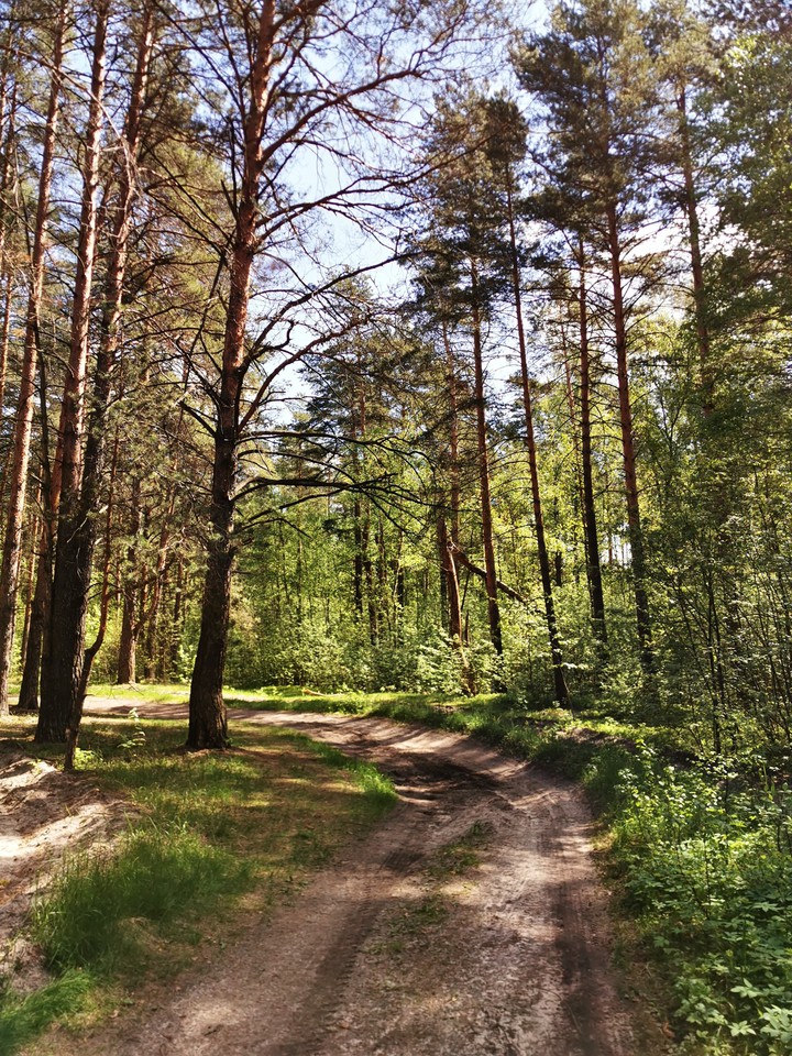 Forest