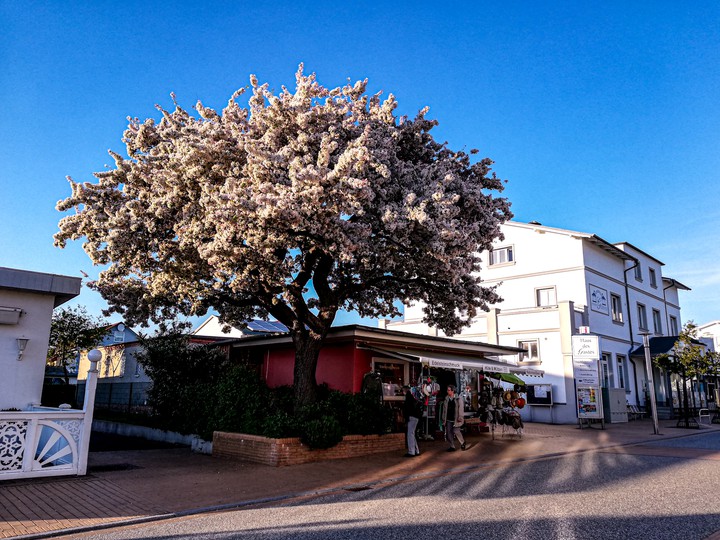 tree