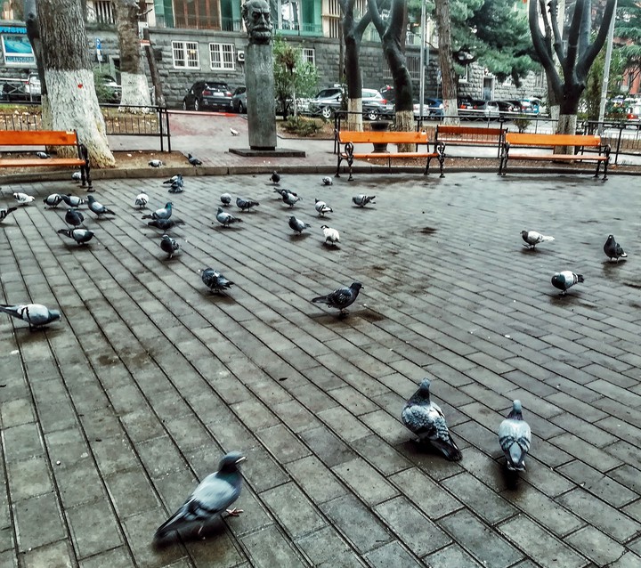 pigeons ❤️