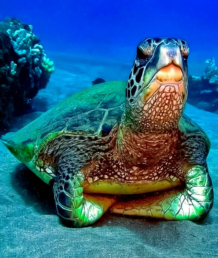 Sir Sea Turtle