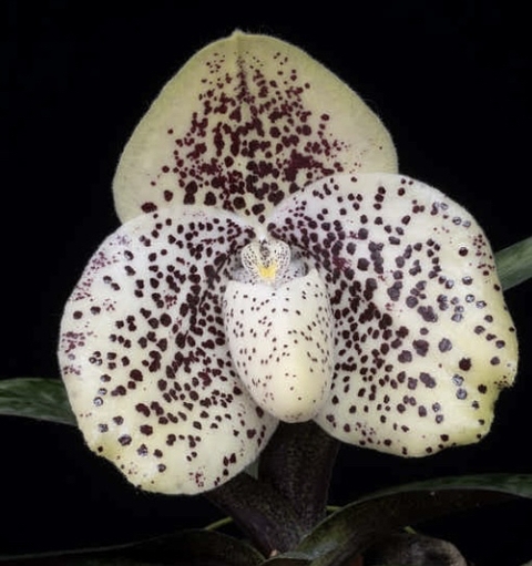 tapety orchids, petal
