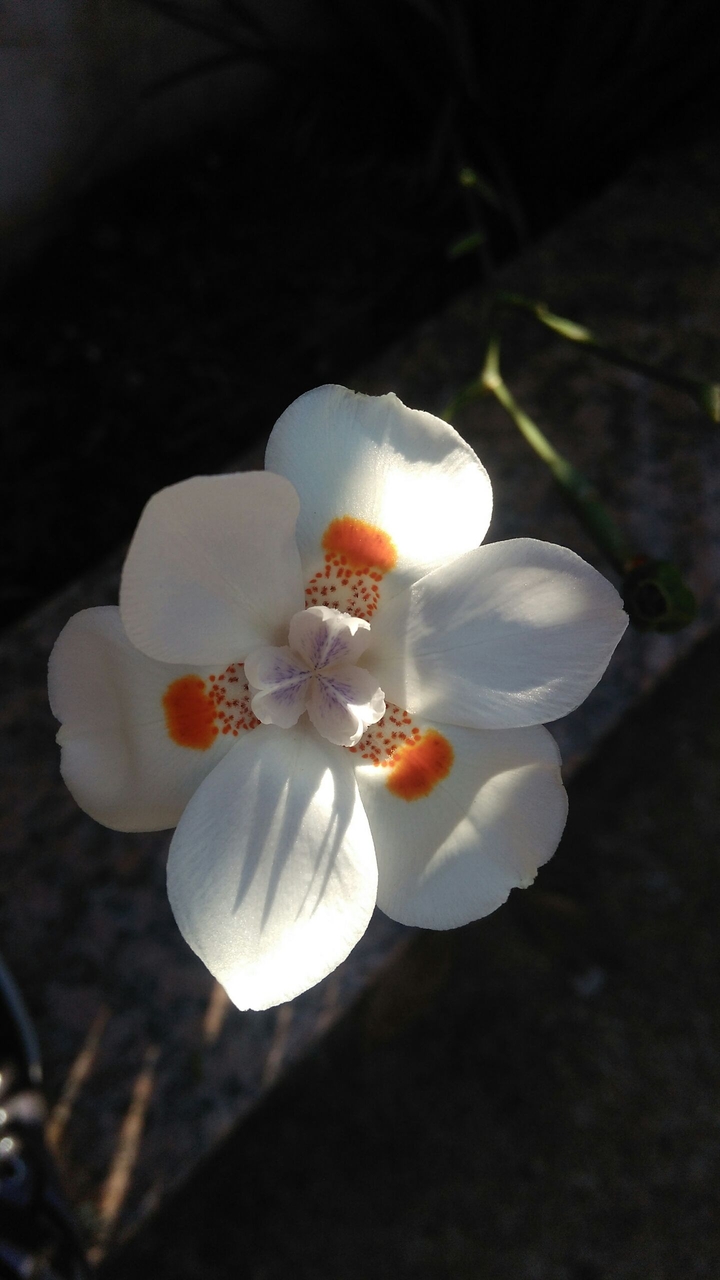 Orchids