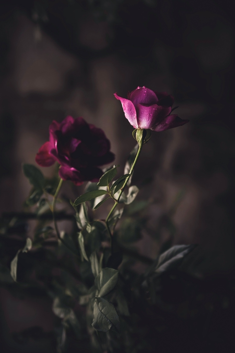 rose, flower Hintergrundbilder