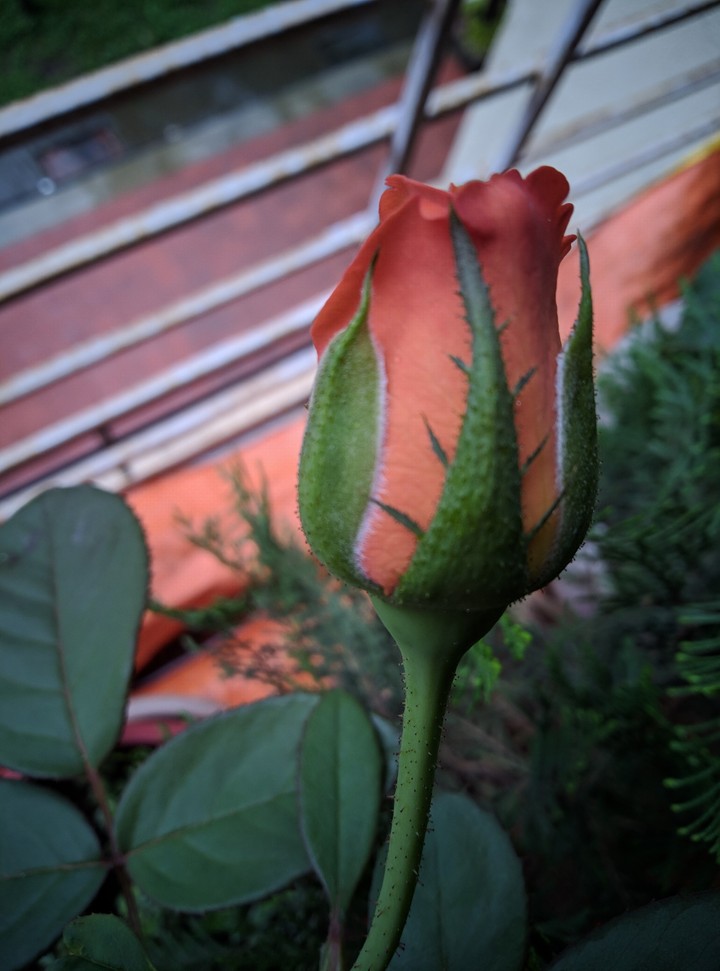 Orange Rose