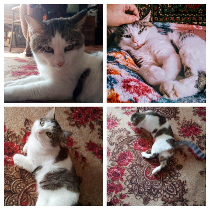 кот тима