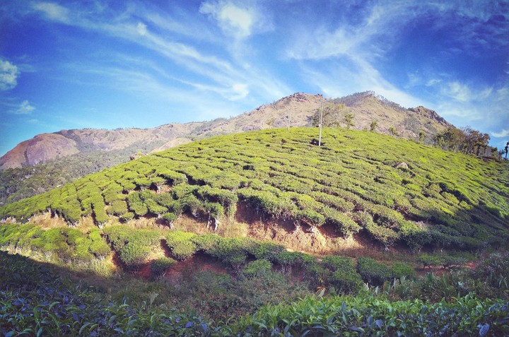 Tea Garden And Plateau