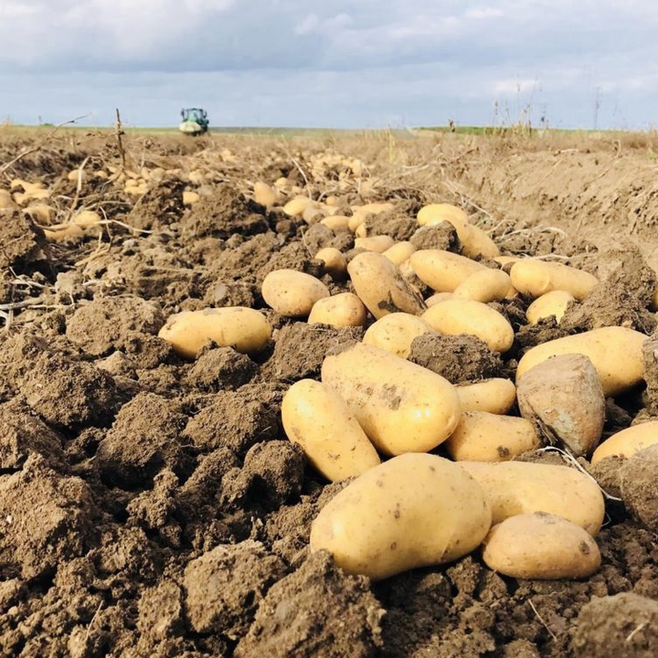 Patatas
