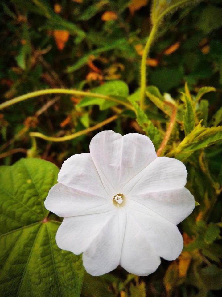 nature