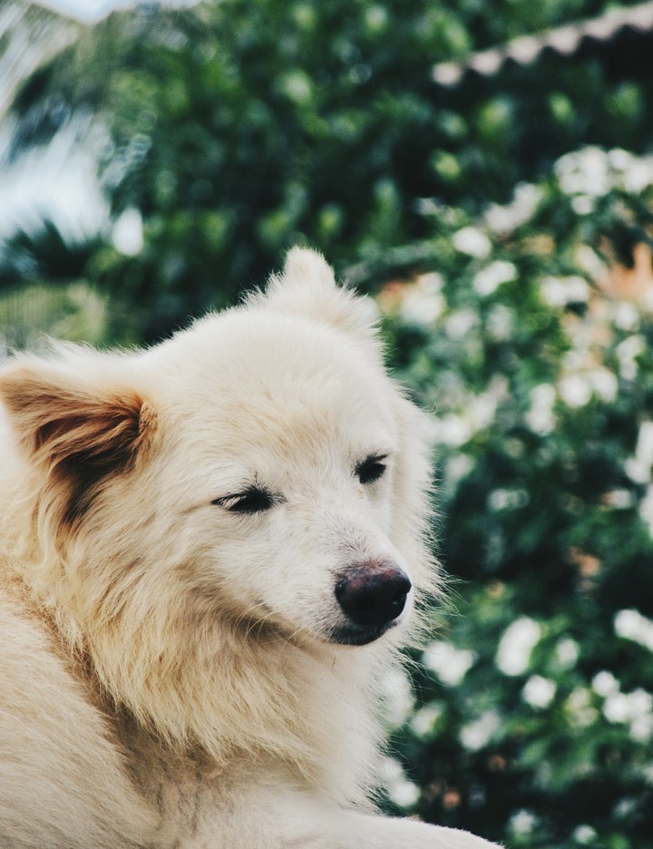 Dog