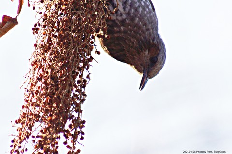 bird, starling壁紙