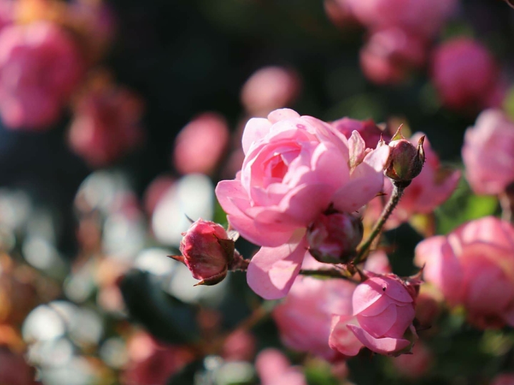 rose