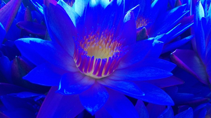 Purple lotus