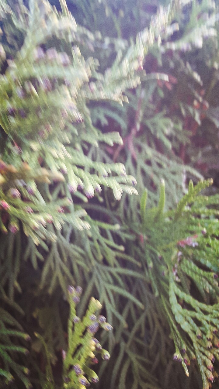 nature