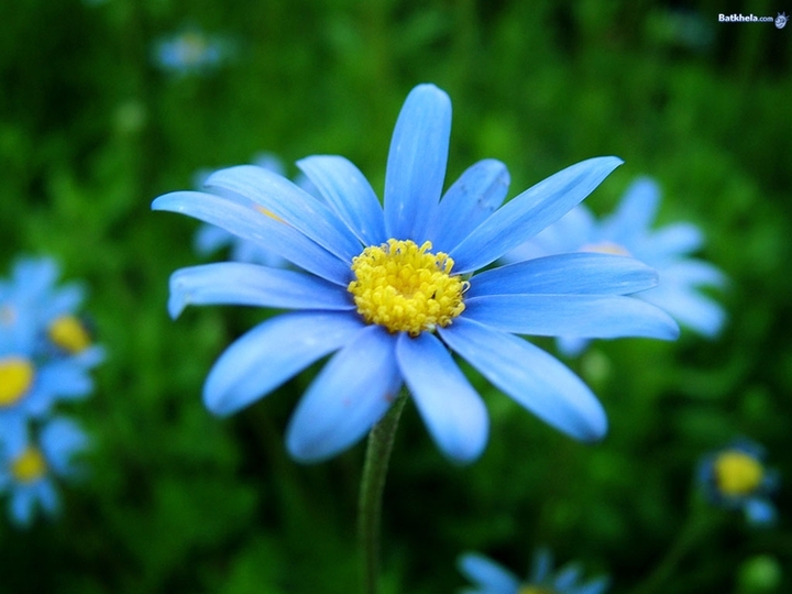 blue flowers ...گوڵی شین