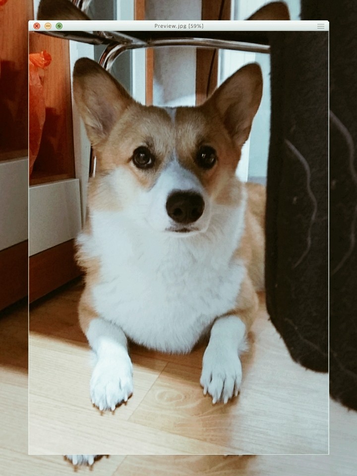 귀염둥이 코코