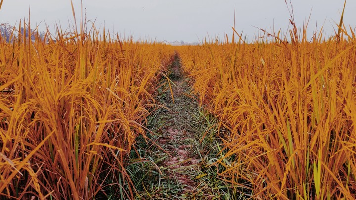 orange field