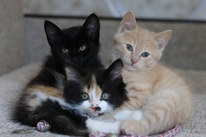 котята