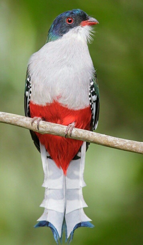 ♥