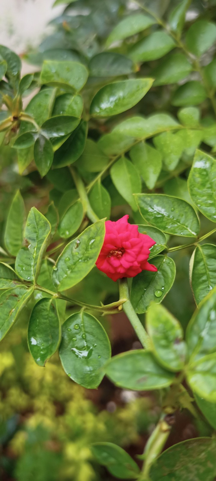 roja