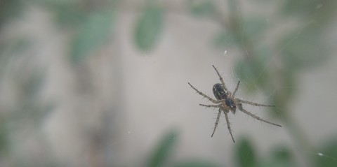 Spider