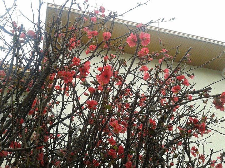 pink blossoms