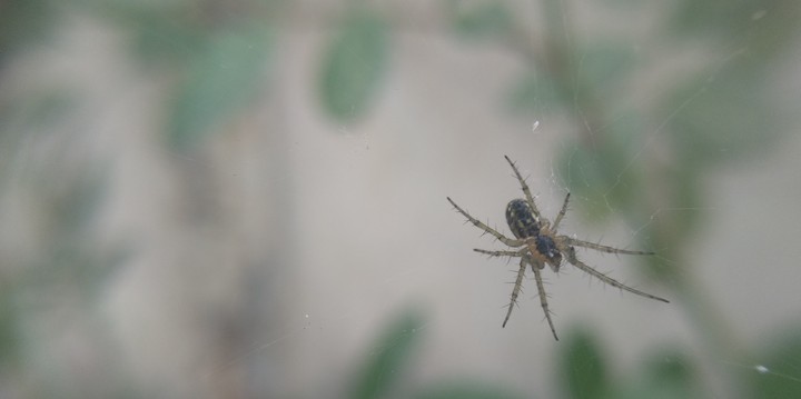 Spider