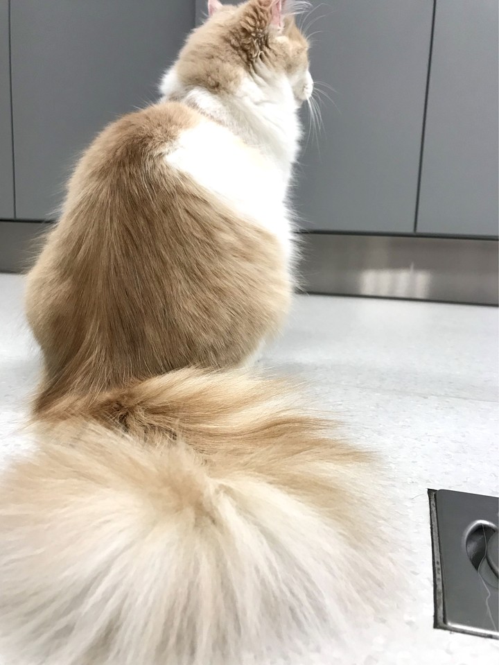 cat