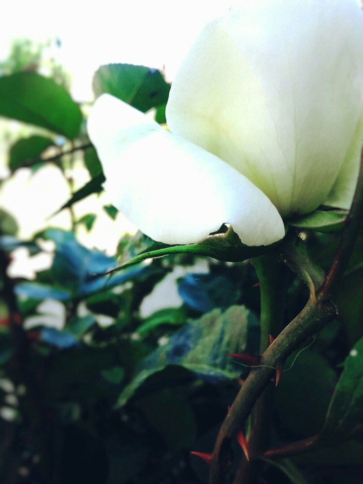 rose