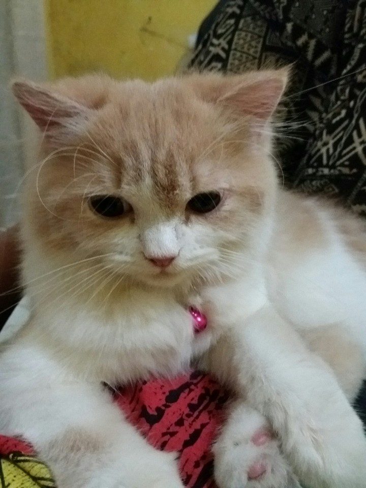 my enno