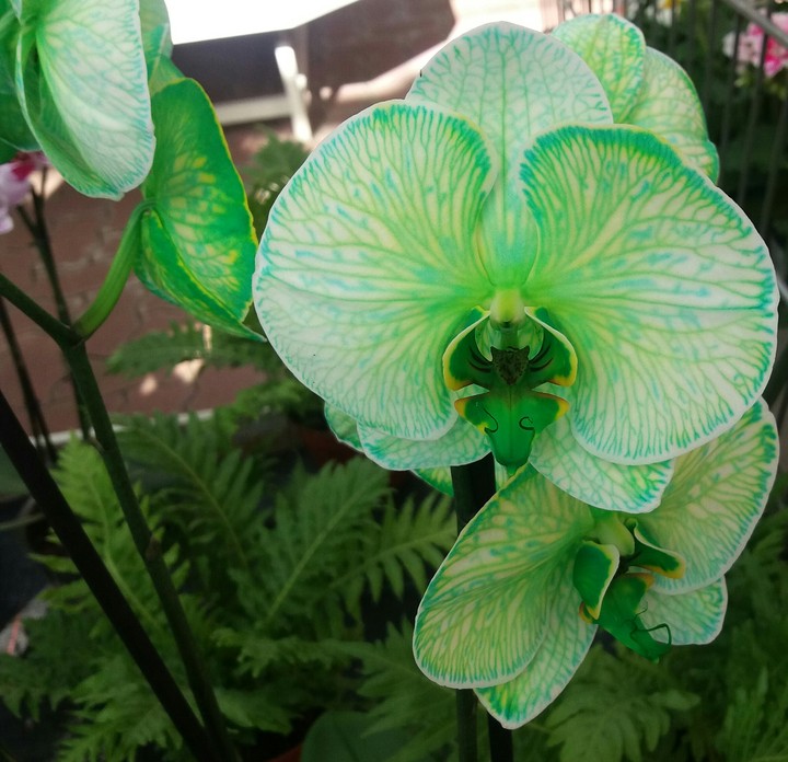 Orchideen