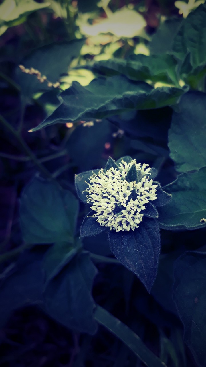 flower wallpaper