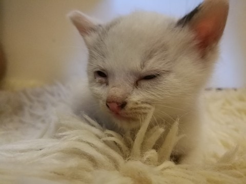 Котэ на шкуре