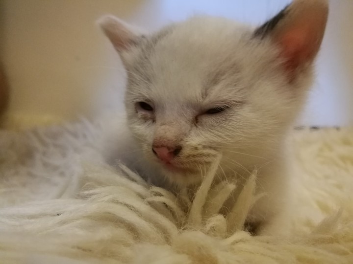 Котэ на шкуре
