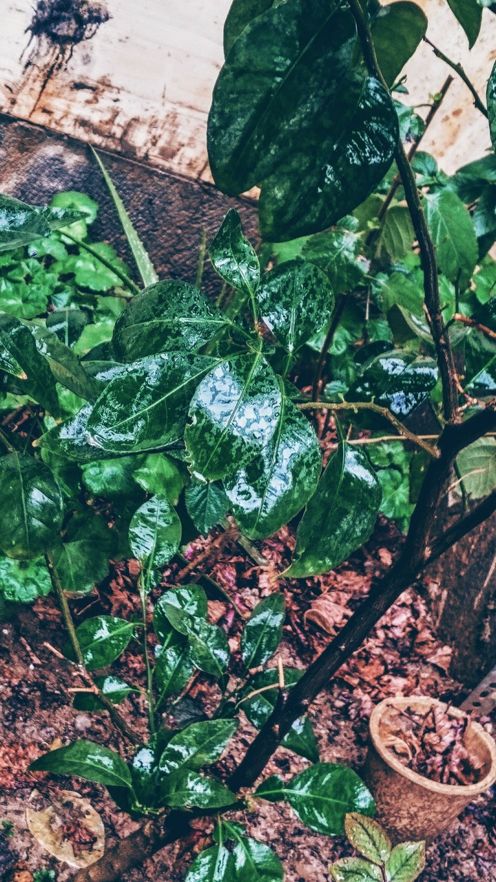 green garden