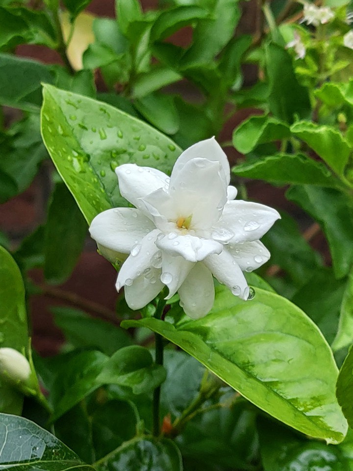 Jasmine