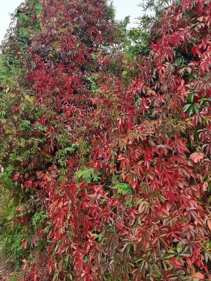 Autumn creeper