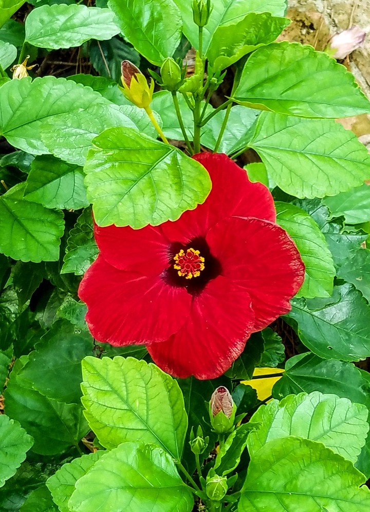 sptember_hibiscus