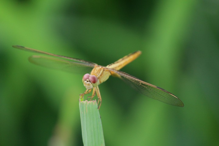 gold dragan