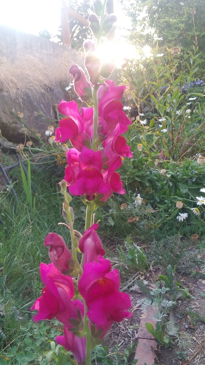 evening flower