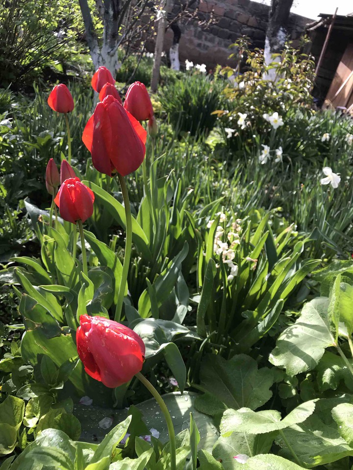 red flower