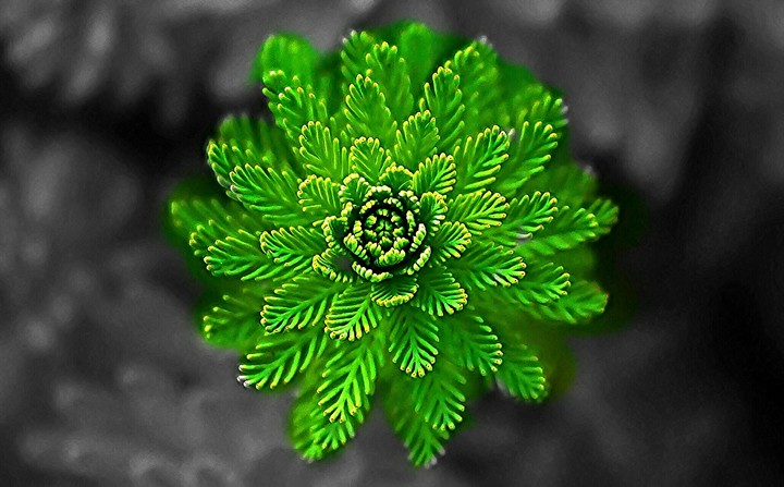 Beautiful Green Flower