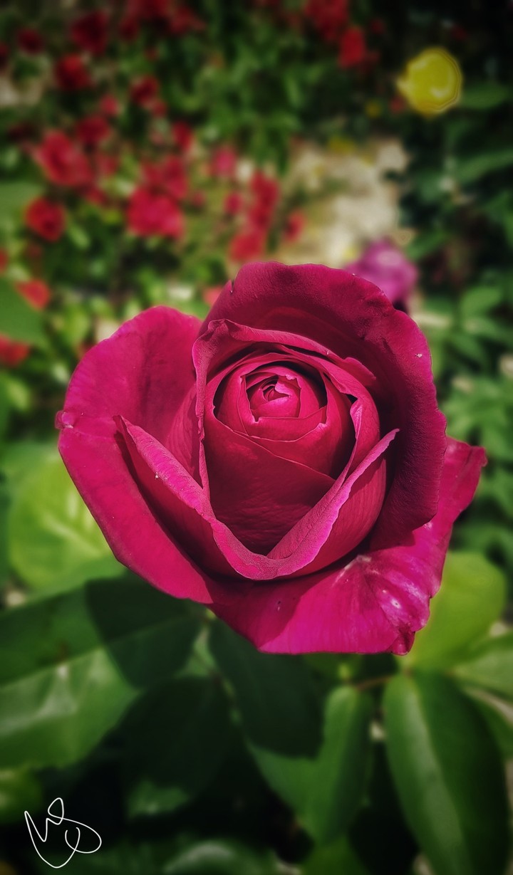 rosa
