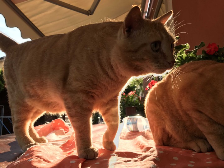 light cat