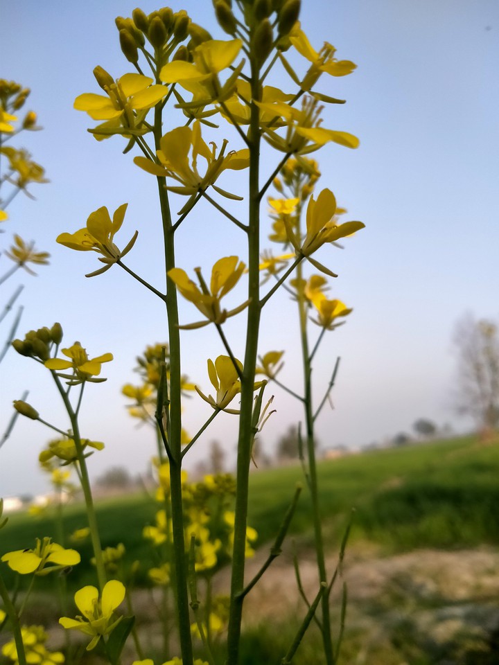 mustard plant...
