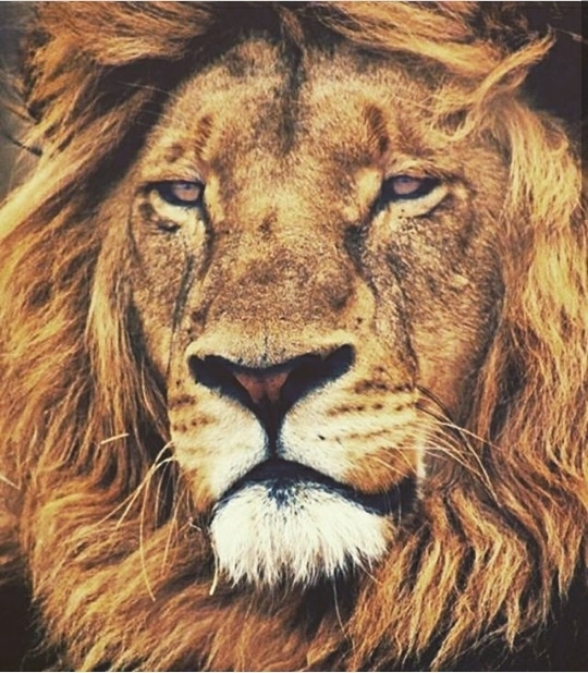 lion