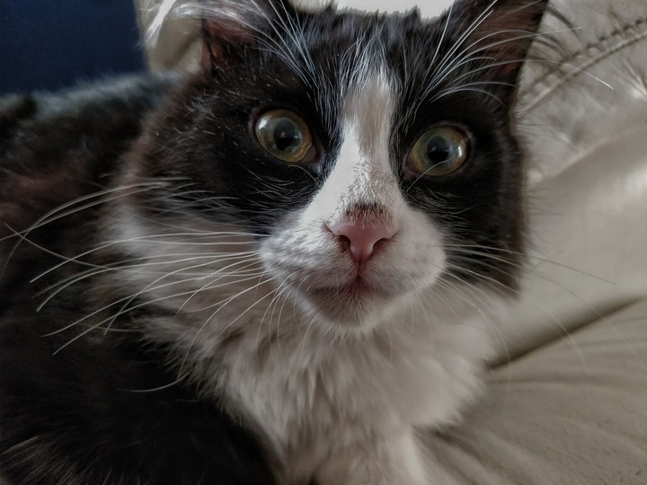 gatto