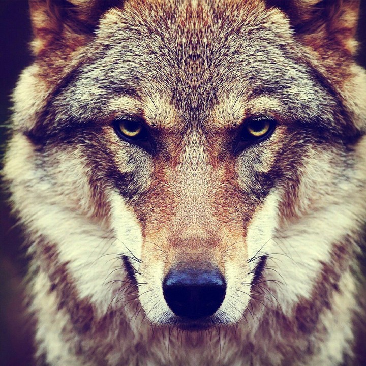 Act like Wolves///