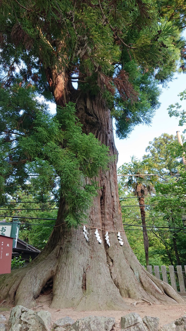 japanese cedar
