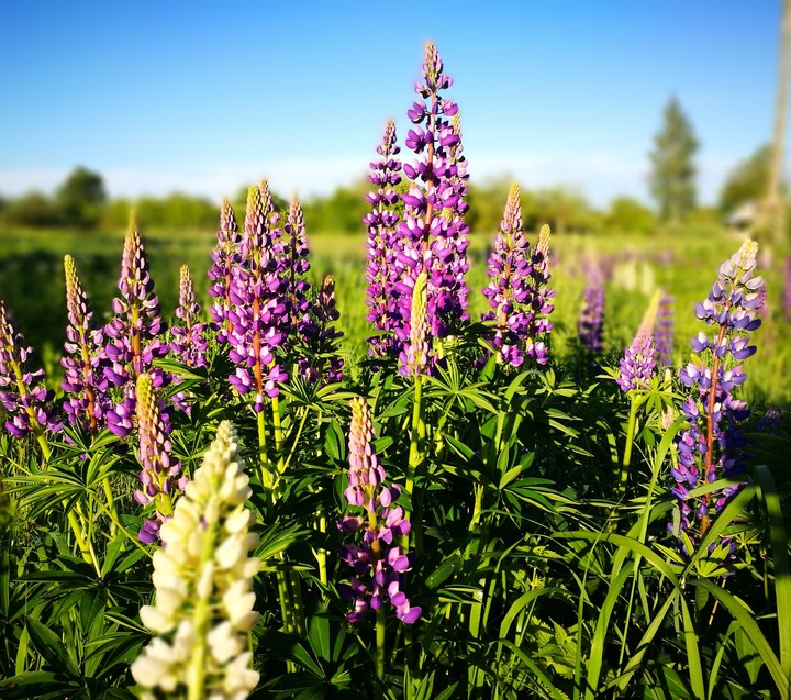wild flower