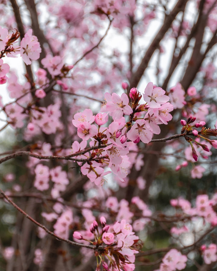 sakura